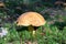 Close-up of mushroom boletus growing on forest floor from green moss, edible fungus Velvet Bolete Suillus variegatus, Autumn