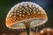 close-up of mushroom cap, with droplets of water beading on the surface