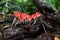 Close up Mushroom Champagne Cookeina sulcipes in rain forest