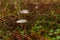 close-up of mushroom ,Clitocybe fragrans, on a green mossy ground