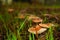 close-up of mushroom ,Clitocybe fragrans, on a green mossy ground
