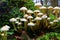Close-up of mushroom cluster growing at tree stump, fall season nature