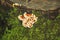 Close-up mushroom with fluted wavy brown and white head texture tree stump with moss