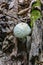 Close-up of a Mushroom on the Forest Floor