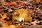 Close up of mushroom gills radiating from fallen colorful autumn leaves