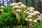 Close-up of mushroom group on mossy forest floor, fall season nature details