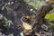 Close-Up Of Mushroom Growing On Tree Stump