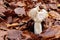 Close up of a mushroom (Helvella crispa) growing in wild forest