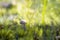 Close-up mushroom Leccinum scabrum grows in the forest. Little mushrooms, soft bokeh, green grass, leafs. Sunny summer day after r