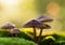 Close up of mushrooms growing on moss