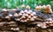 A close up of mushrooms on a tree