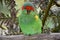 this is a close up of a musk lorikeet