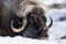 Close up of a Musk Ox in Dovrefjell mountains in winter