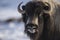 Close up of a Musk Ox in Dovrefjell mountains in winter