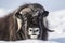 Close up of a Musk Ox in Dovrefjell mountains in winter