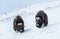 Close up of Musk oxen coming down the hill through the snow