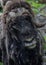 Close-up of muskox head looking forward