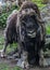 Close-up of muskox standing among the rocks.