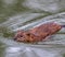 Close-up of a muskrat (Ondatra zibethicus) swimming in a pond