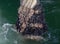 Close up Mussels clams clinging to the pier support in Santa Monica California