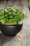 Close-up of Mustard Microgreens, green leaves and stems. Sprouting Microgreens. Seed Germination at home. Vegan and healthy eating