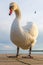 Close up of mute swan