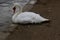 A close up of a Mute Swan