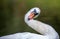 Close up of a Mute Swan with neck bent into unusual S shape
