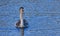 Close up of Mute Swan Signet - Juvenile on Water