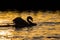 Close up of a Mute Swan in silhouette, swimming past to chase off rival swans