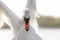 Close Up of Mute Swan Stretching Wings