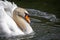 Close up of mute swan surging through water leaving a wake
