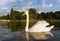 Close up of a Mute swan swimming in a lake