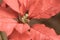 Close up of a muted poinsettia