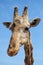 Close up muzzle of African giraffe against blue sunny sky. Spai