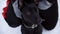 Close up muzzle black dog looking at camera during winter snowfall. Head black dog while winter walk outdoor.