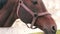 Close-up of the muzzle of a brown horse standing behind a fence on a sunny summer day. The horse drives itself away from flies. Ho