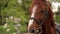 Close-up of the muzzle of a brown horse with a white spot in the Park.