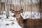 Close-up of the muzzle of a brown short-hair roe deer in a zoo behind a gray fence in winter, against the backdrop of trees, in