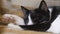 Close-up of muzzle of funny black and white cat, sleeping on armchair