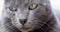 Close-up muzzle of a gray Burmese cat looking forward.