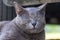 close-up muzzle gray cat with closed eyes outside.