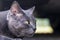 close-up muzzle gray cat in profile hunt