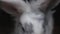Close up muzzle of a gray - white decorative rabbit