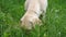 Close up muzzle of labrador or golden retriever playing on green grass in yard. Attentive animal looking for food at