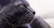 Close-up of the muzzle of a sick gray burmese cat. horizontal