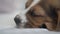 A close-up of the muzzle of a sleeping beagle puppy