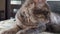 Close-up of the muzzle of a sleepy gray maine coon