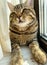 Close-up of a muzzle of a tabby cat.