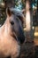 Close-up of the muzzle of a well-groomed gray Polish equestrian, gray horse in the forest in Latvia